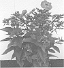 Phlox%20paniculata%20%27Dophlflaproce%27