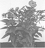 Phlox%20paniculata%20%27Dophlflaproce%27