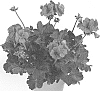 Pelargonium%20x%20hortorum%20X%20Pelargonium%20peltatum%20%27Pactiohopispl%27