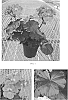 Pelargonium%20x%20hortorum%20%27Tosfanshlu%27