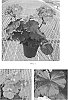 Pelargonium%20x%20hortorum%20%27Tosfanshlu%27
