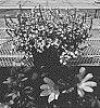Scaevola%20aemula%20%27Bonsca%20210%27