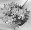 Graptosedum%20hybrid%20%27SUNSPLASH%27