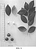 Vaccinium%20hybrid%20%27NS%2015-22%27