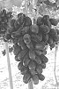 Vitis%20vinifera%20%27ITUMEIGHT%27