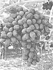 Vitis%20vinifera%20%27ITUMNINE%27