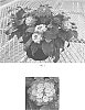 Lantana%20camara%20%27Balshamorf%27