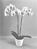 Phalaenopsis%20hybrid%20%27PHALHODIJ%27