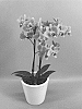 Phalaenopsis%20hybrid%20%27PHALWALWHO%27