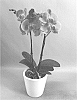 Phalaenopsis%20hybrid%20%27PHALHOKCO%27