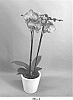 Phalaenopsis%20hybrid%20%27PHALIEWE%27