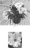 Impatiens%20hawkeri%20%27Balcloapl%27
