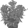 Phlox%20paniculata%20%27Dophlflama%27