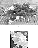 Petunia%20x%20hybrida%20%27Balvogite%27