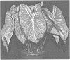 Caladium%20x%20hortulanum%20%27PCL%201522-50%27