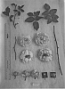 Rosa%20hybrida%20%27AUSraveloe%27