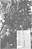 Vitis%20vinifera%20%27SV30-27-602%27