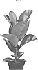 Ficus%20elastica%20%27ESFIDECLO1%27