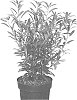 Prunus%20laurocerasus%20%27Zs%C3%B3fi%27