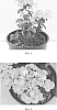 Hydrangea%20macrophylla%20x%20Hydrangea%20serrata%20%27JPD01%27