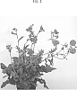 Geum%20hybrid%20%27MACGEU004%27