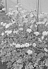 Anemone%20hybrida%20%27FP007%27