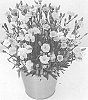 Dianthus%20L.%20%27KLEDG20463%27