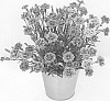 Dianthus%20L.%20%27KLEDG20461%27