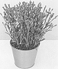 Dianthus%20L.%20%27KLEDG20468%27