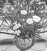 Dianthus%20L.%20%27KLEDG20469%27