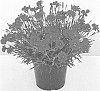 Dianthus%20x%20hybrida%20%27WP20%20PPA01%27