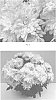 Chrysanthemum%20x%20morifolium%20%27CIDZ0106%27