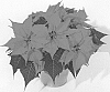 Euphorbia%20pulcherrima%20%27NPCW20049%27