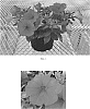 Petunia%20x%20hybrida%20%27Balcanned%27