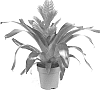 Vriesea%20Lindl.%20%27BUNVRIOR%27