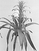 Guzmania%20Ruiz%20%26%20Pav%20%27BUNGUZOR%27