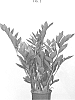 Zamioculcas%20zamiifolia%20%28hort.%20Lodd.%29%20Engl.%20%27EDZAM1701%27