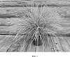 Lomandra%20longifolia%20%27Arctic%20Frost%27