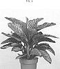 Dieffenbachia%20Schott.%20%27MAROBA%203%27