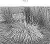 Schizachyrium%20scoparium%20%27ECGSS%27