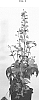 Delphinium%20hybrid%20%27COADELPNK%27