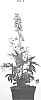 Delphinium%20hybrid%20%27COADELCHMO%27