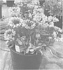 Gaillardia%20xgrandiflora%20%27Fanfare%20Showtime%27
