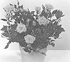 Rosa%20hybrida%20%27KORpot105%27