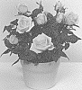 Rosa%20hybrida%20%27KORpot104%27