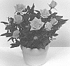 Rosa%20hybrida%20%27KORpot107%27