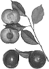 Interspecific%20Prunus%20species%20%27Sangria%20Red-2%27