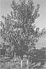 Prunus%20persica%20%28L.%29%20Batsch.%20%27CAKEQUEEN%27