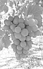 Vitis%20vinifera%20%27Itumfifteen%27