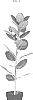 Ficus%20benghalensis%20%27ESPE1902%27